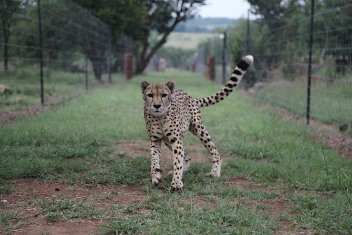 Learn more about big cats at Dell Cheetah Centre.